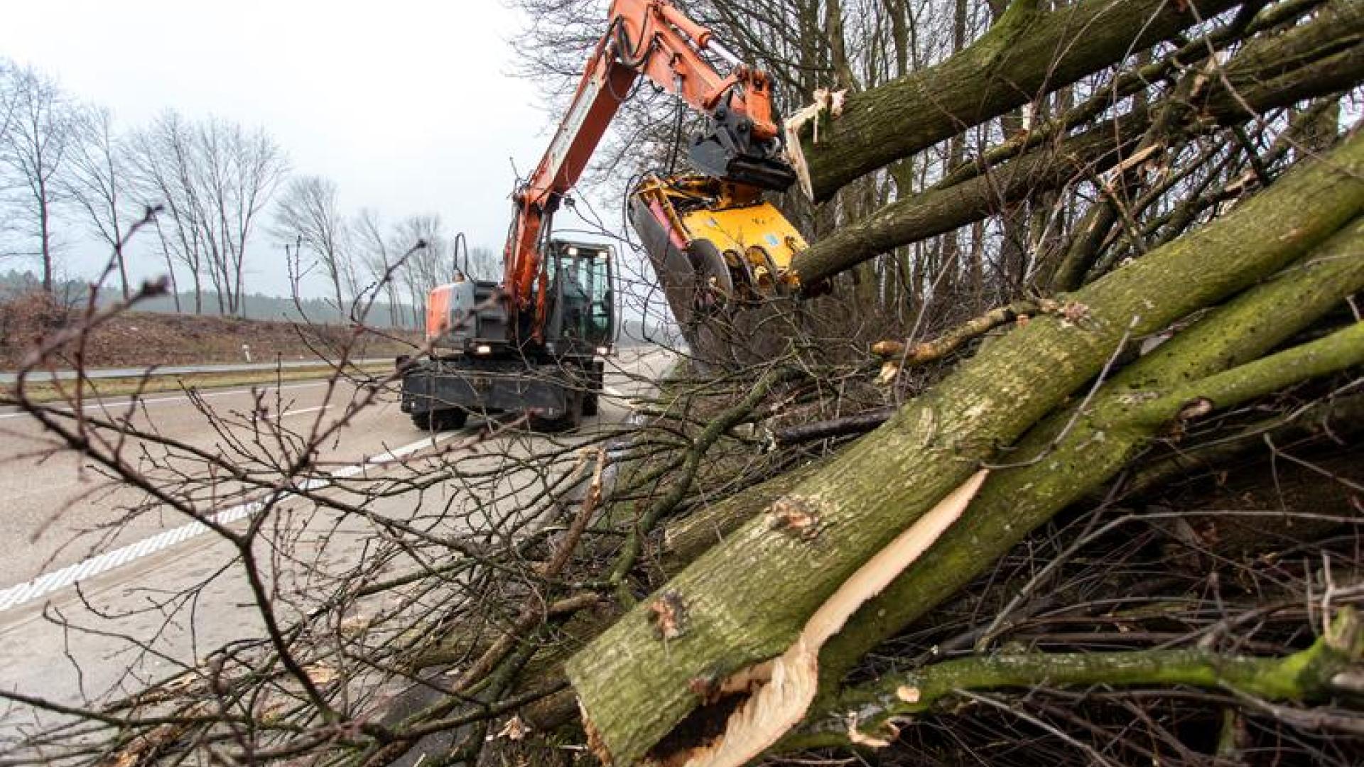 Sepp van Dun_Absoluut_AWV_Hakhoutbeheer Overpelt-8