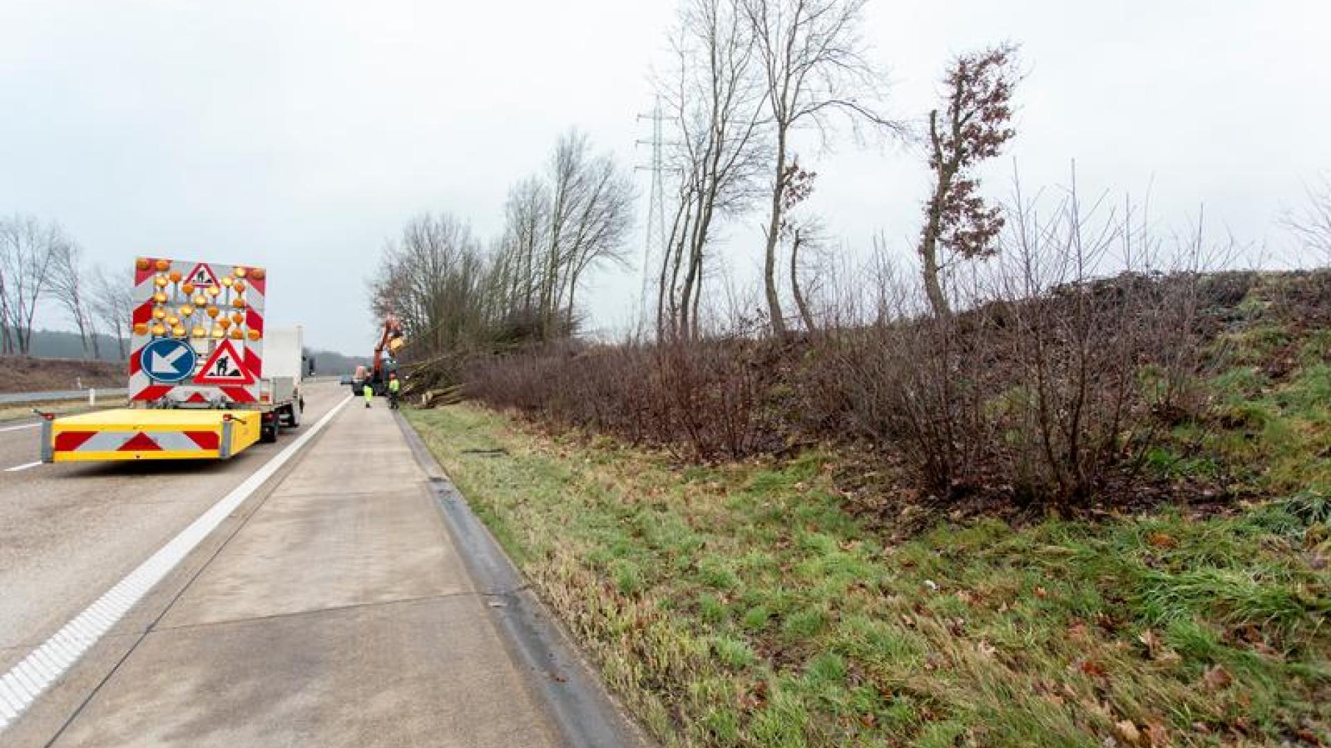 Sepp van Dun_Absoluut_AWV_Hakhoutbeheer Overpelt-39