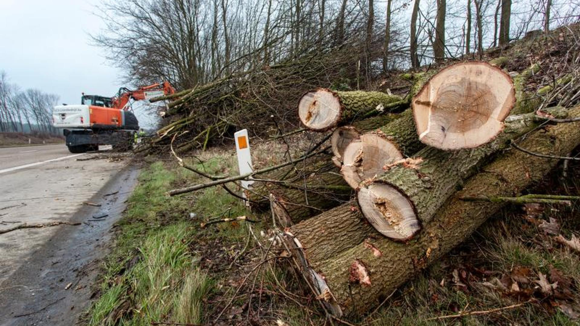 Sepp van Dun_Absoluut_AWV_Hakhoutbeheer Overpelt-22